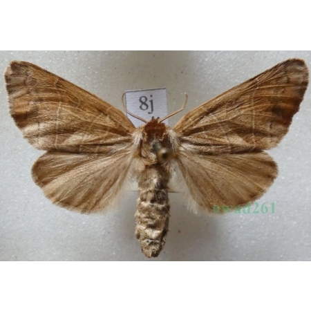 Clostera anastomosis (Linnaeus, 1758) female Wzjeżka wieszczyca Czech8j